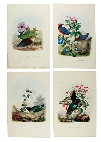ELLIOT, DANIEL GIRAUD. Six plates extracted from Elliots A Monograph of the Pittidae,